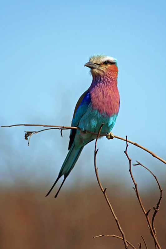 Lilac Breasted Roller