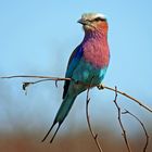 Lilac Breasted Roller