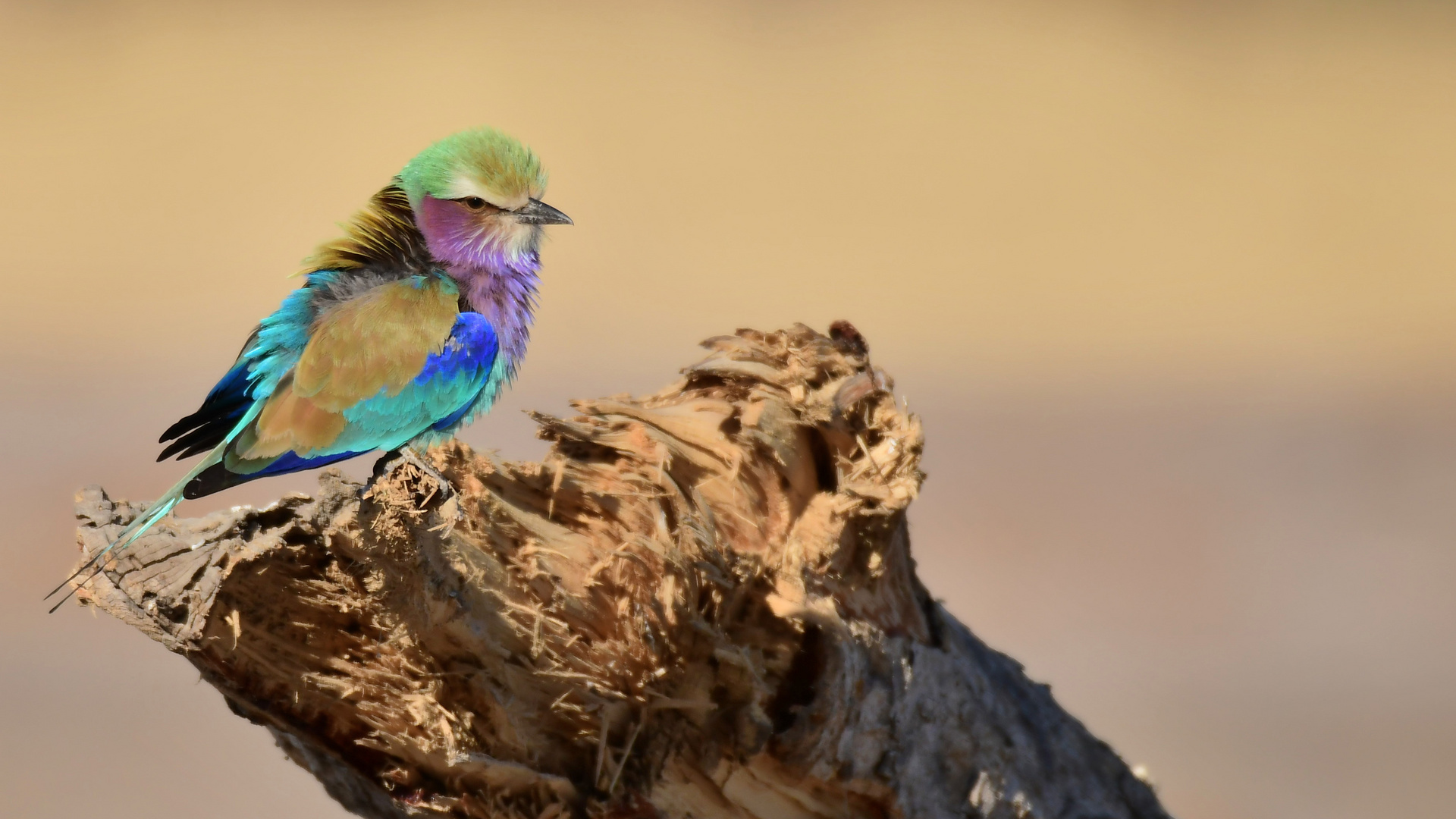 Lilac breasted Roller