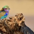 Lilac breasted Roller