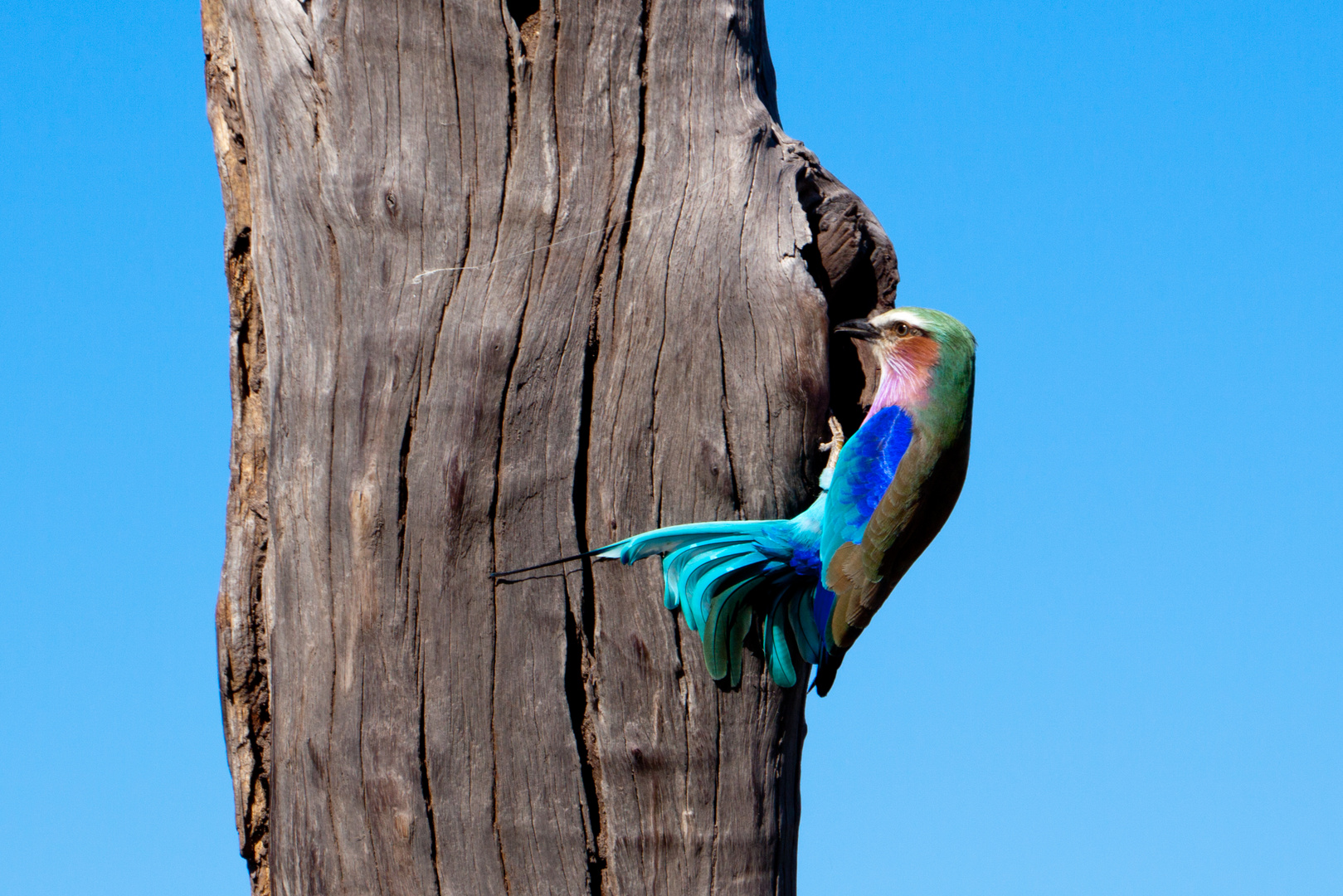 Lilac Breasted Roller