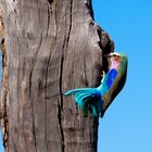 Lilac Breasted Roller