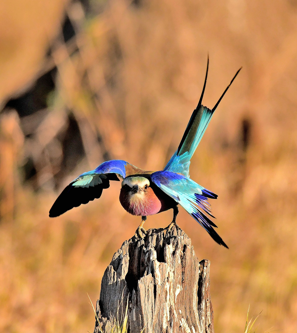 Lilac Breasted Roller