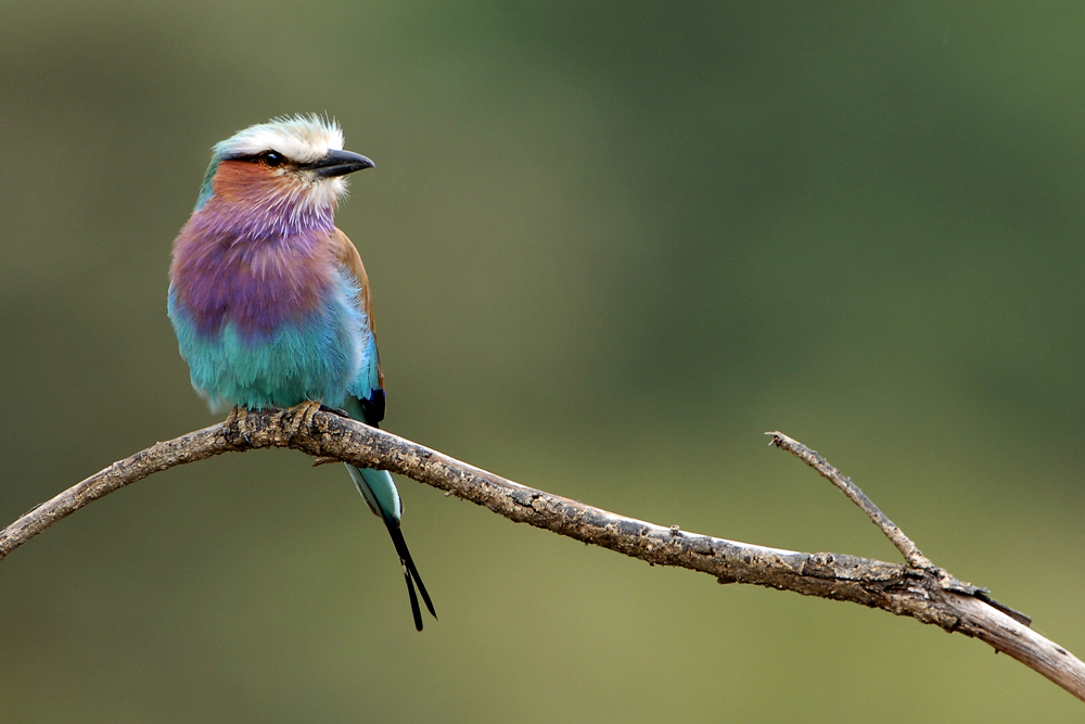 Lilac-breasted Roller