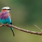 Lilac-breasted Roller