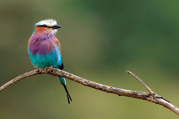 Lilac-breasted Roller