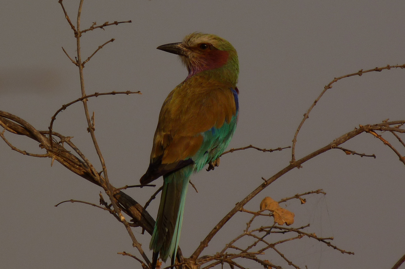 Lilac breasted roller