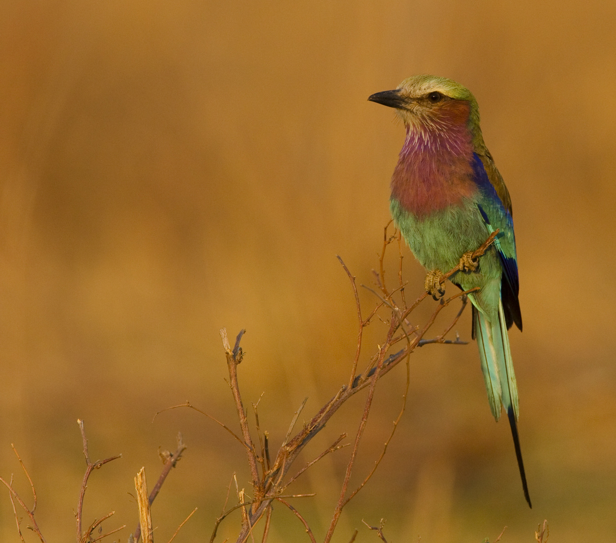 Lilac Breasted Roller