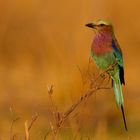 Lilac Breasted Roller