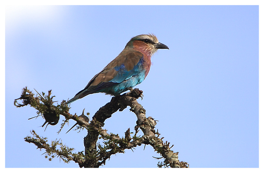 Lilac-Breasted Roller