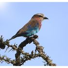 Lilac-Breasted Roller