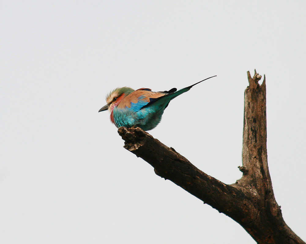 Lilac-breasted Roller