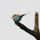 Lilac-breasted Roller