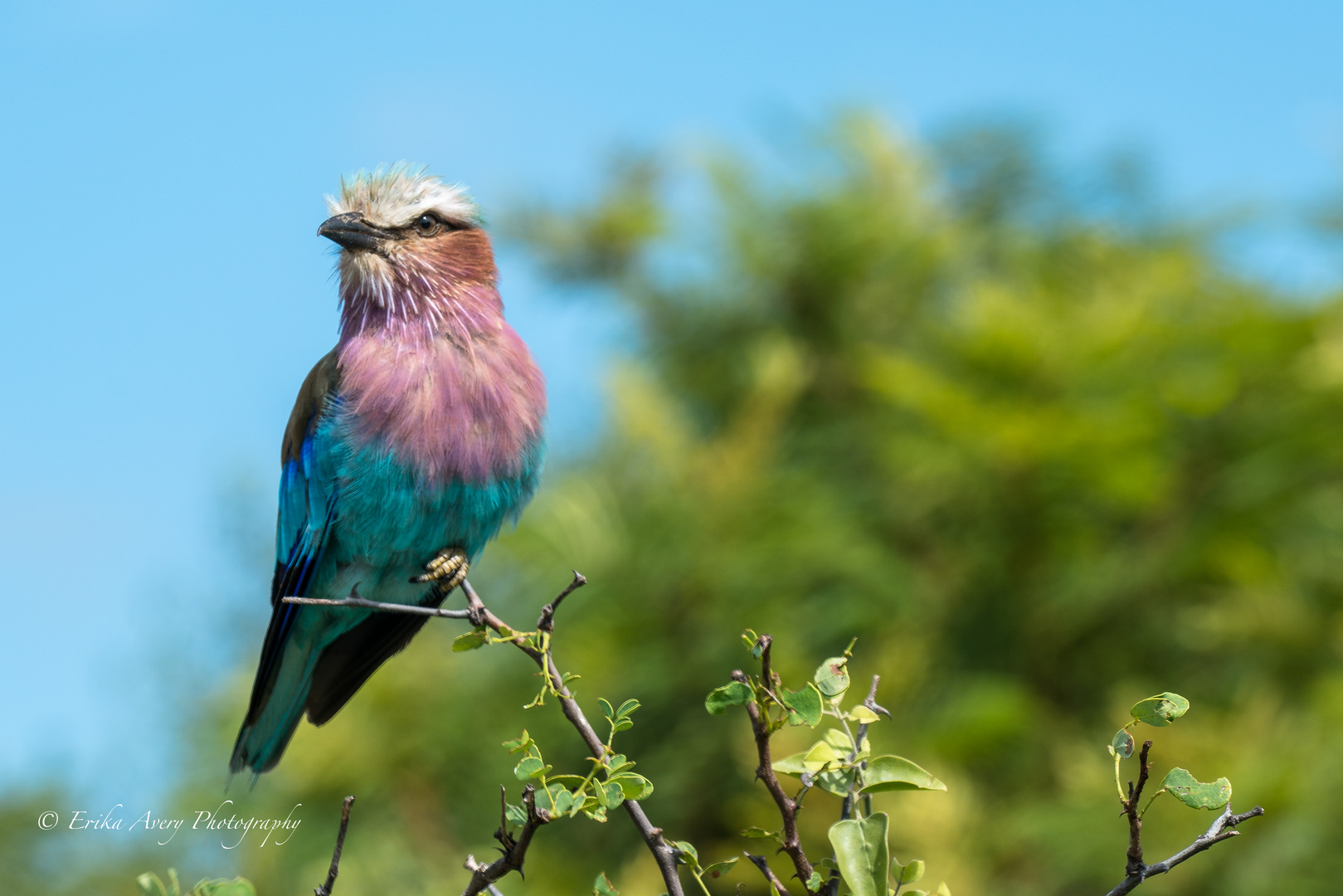 Lilac breasted Roller