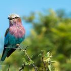 Lilac breasted Roller