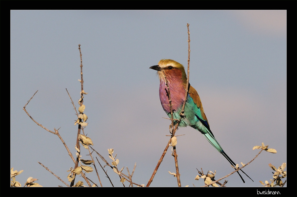 Lilac Breasted Roller