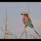 Lilac Breasted Roller