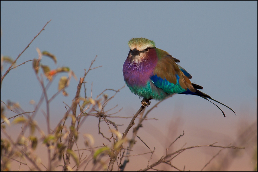 Lilac-breasted roller