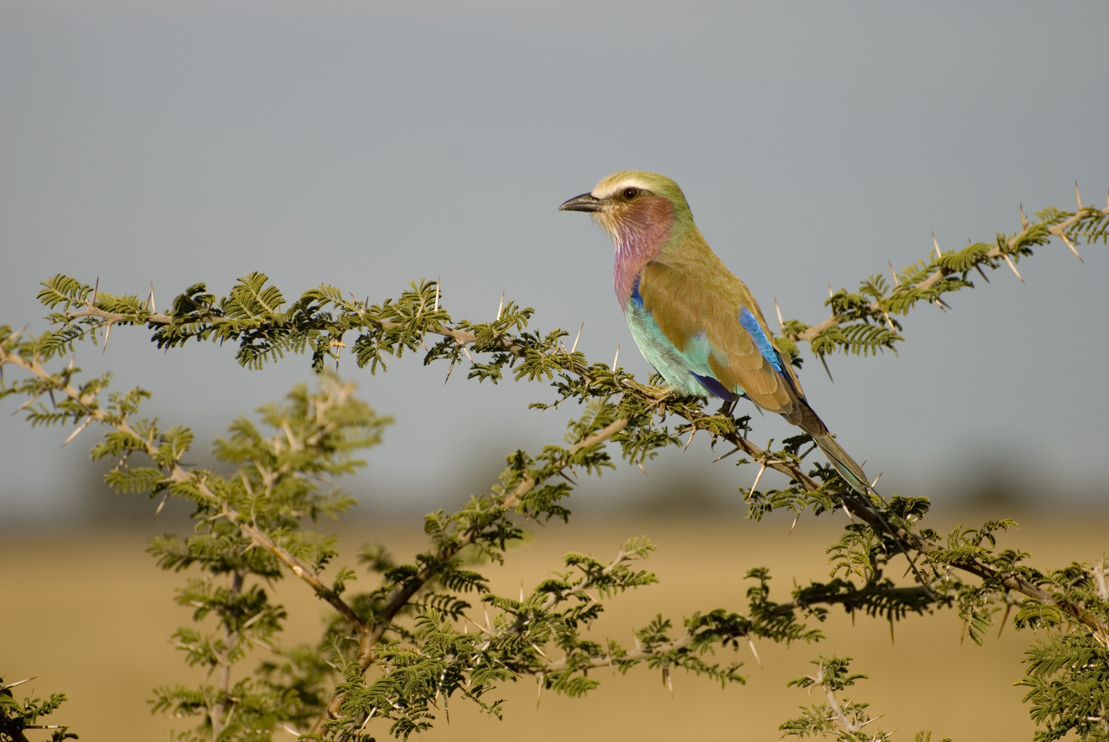 Lilac-breasted Roller