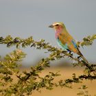 Lilac-breasted Roller