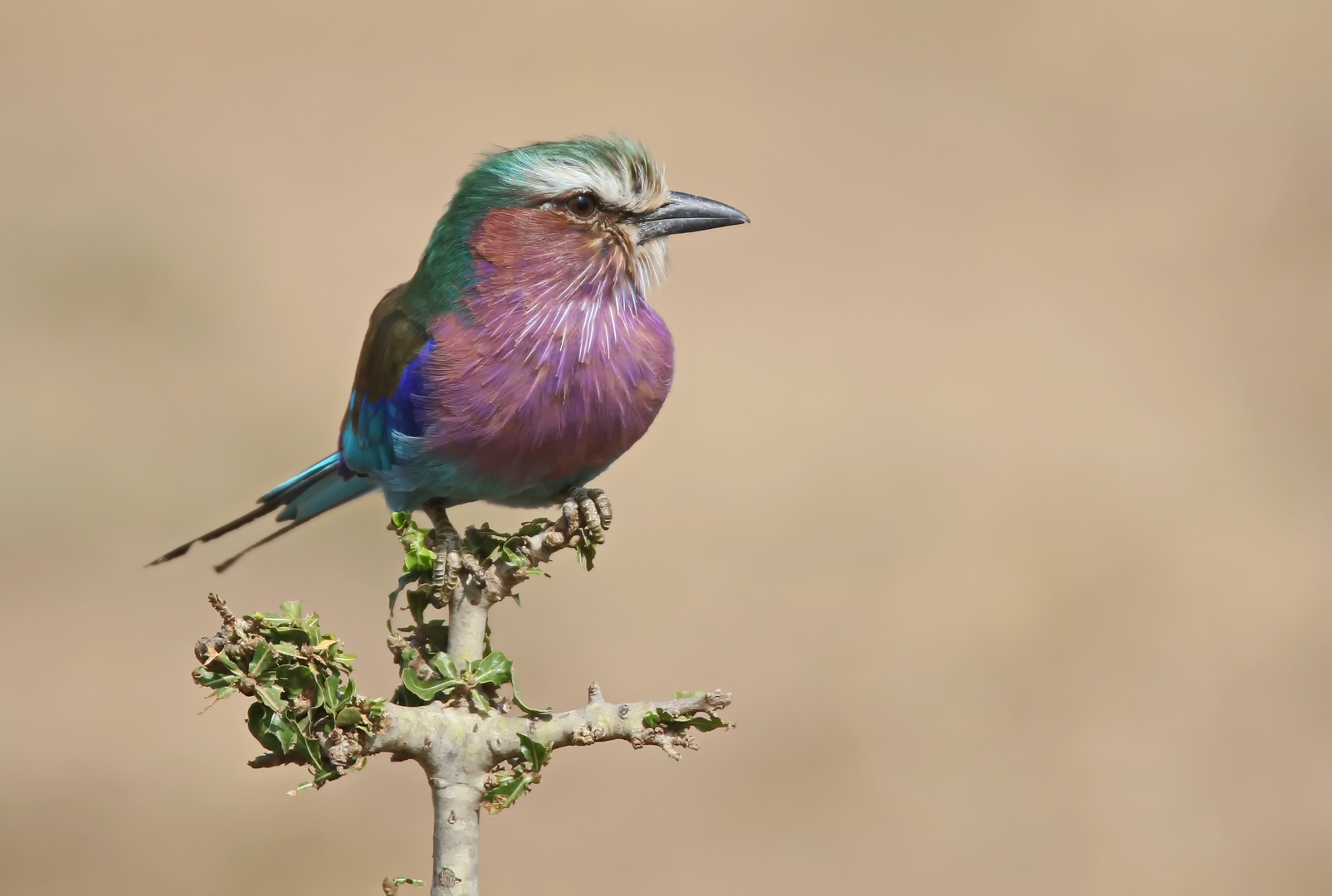 Lilac-breasted Roller