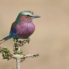 Lilac-breasted Roller