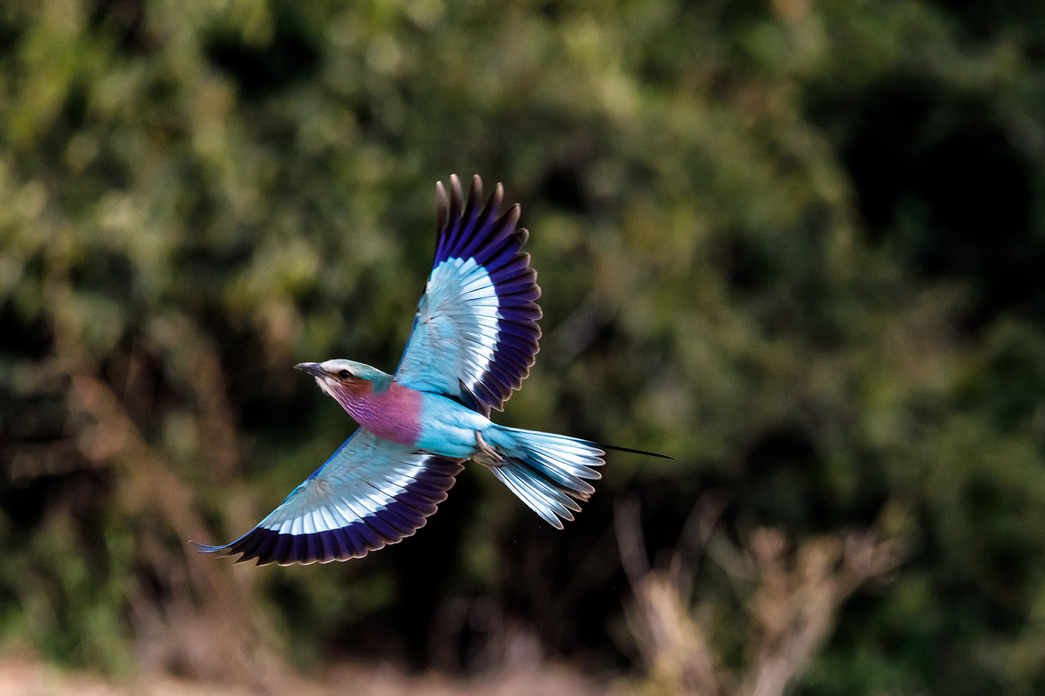 lilac-breasted roller