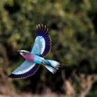 lilac-breasted roller