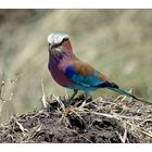 Lilac Breasted Roller