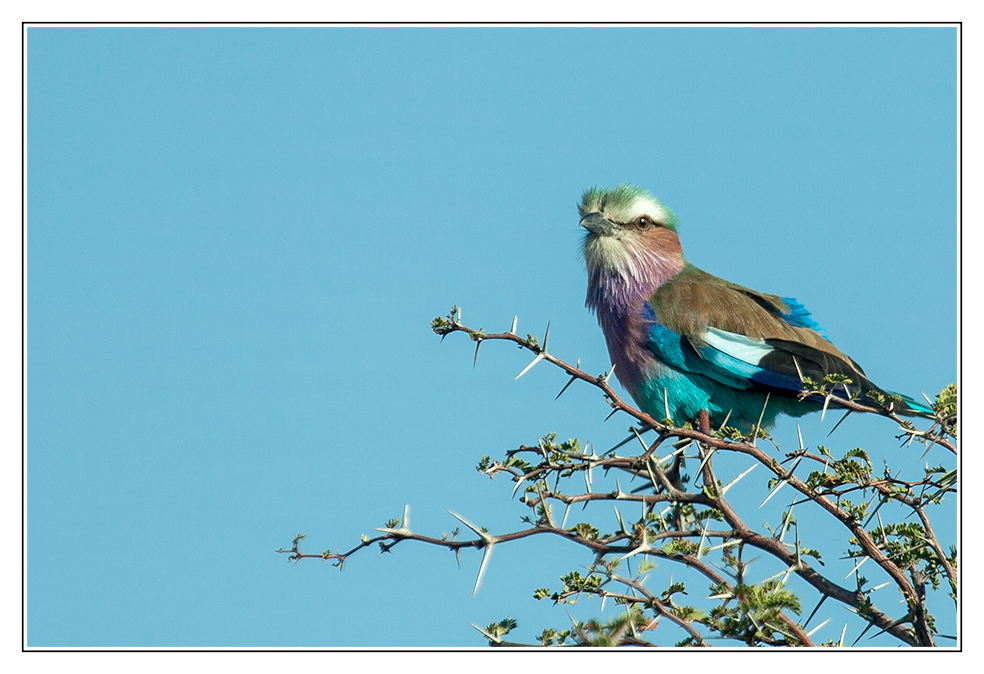 Lilac-breasted Roller