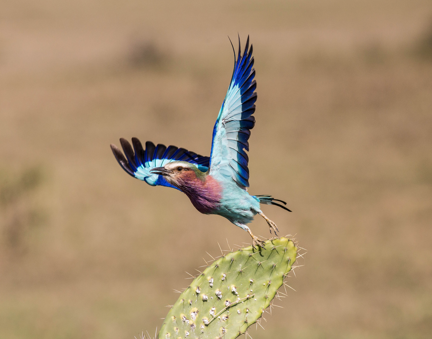 Lilac Breasted Roller