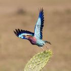 Lilac Breasted Roller