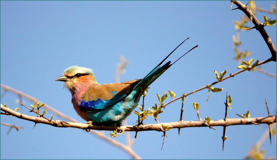 lilac breasted roller