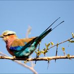 lilac breasted roller