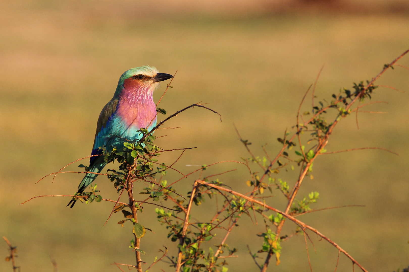 Lilac Breasted Roller