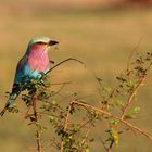 Lilac Breasted Roller