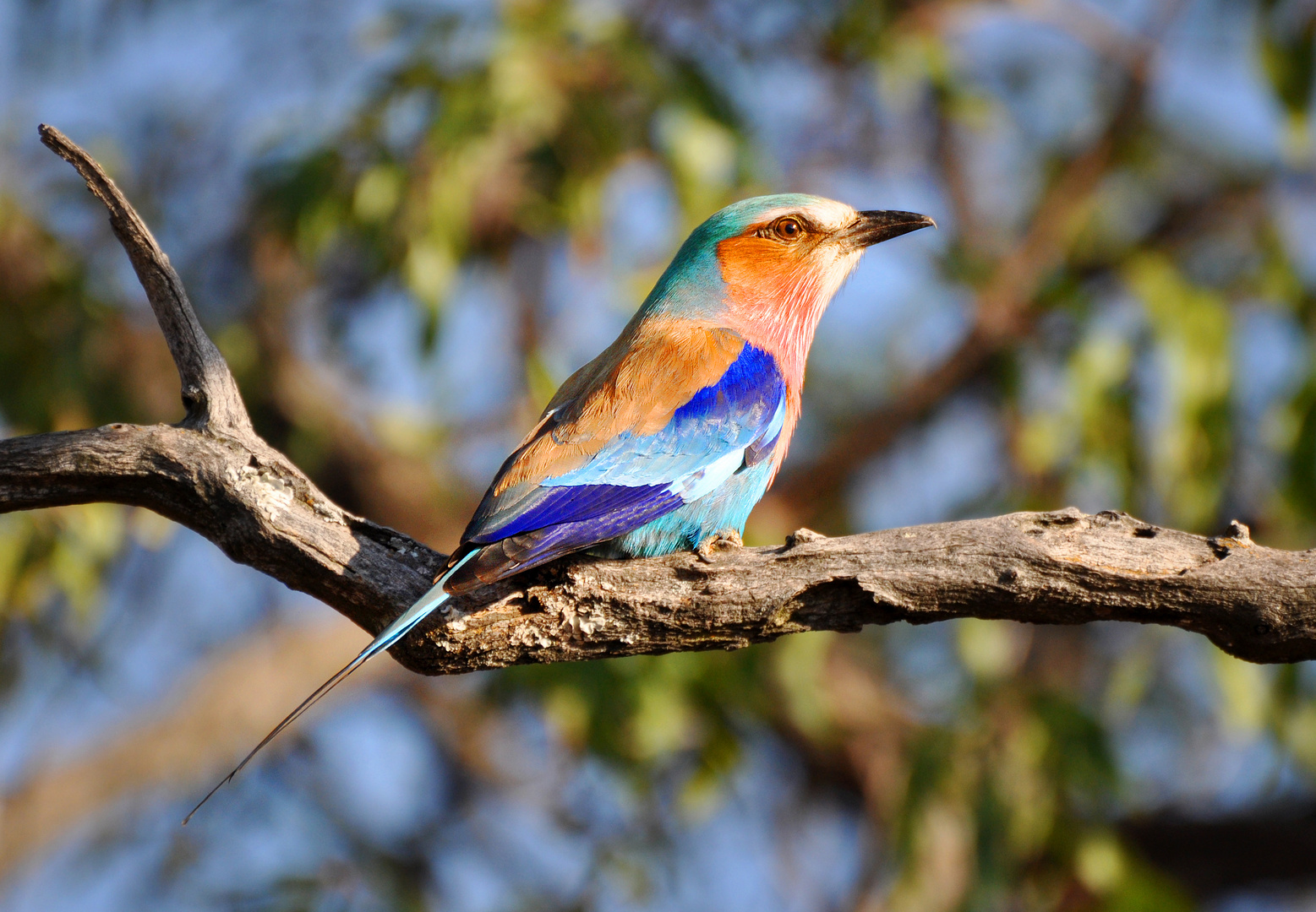 Lilac Breasted Roller