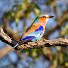 Lilac Breasted Roller