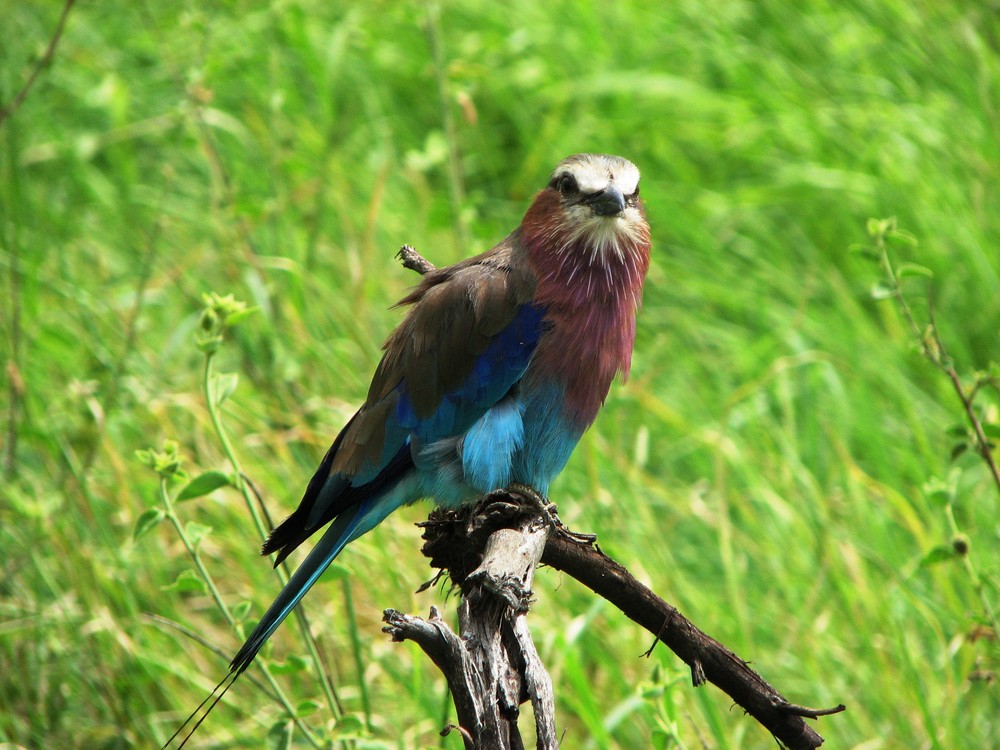 Lilac-breasted roller