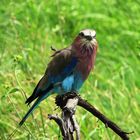 Lilac-breasted roller