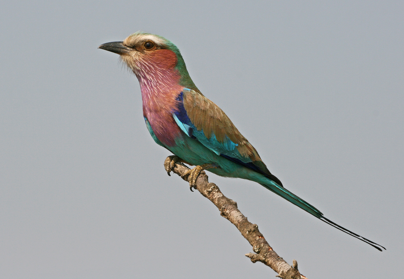 Lilac breasted roller