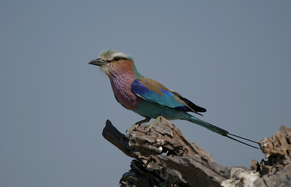 Lilac-breasted Roller...