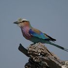 Lilac-breasted Roller...