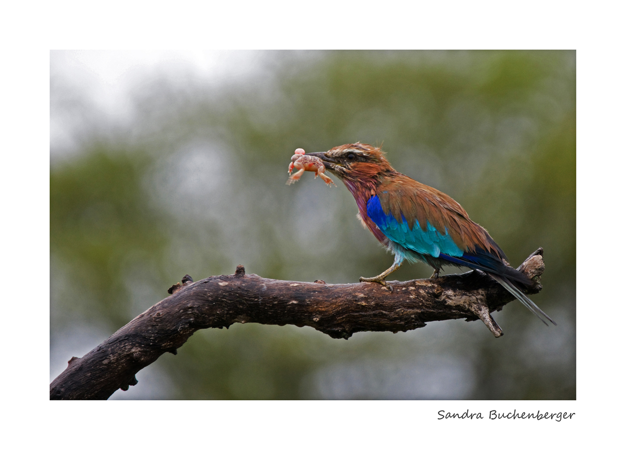 Lilac-breasted Roller