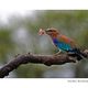 Lilac-breasted Roller