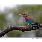 Lilac-breasted Roller