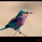 lilac - breasted Roller (Coracias caudata)