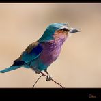 lilac - breasted Roller (Coracias caudata)