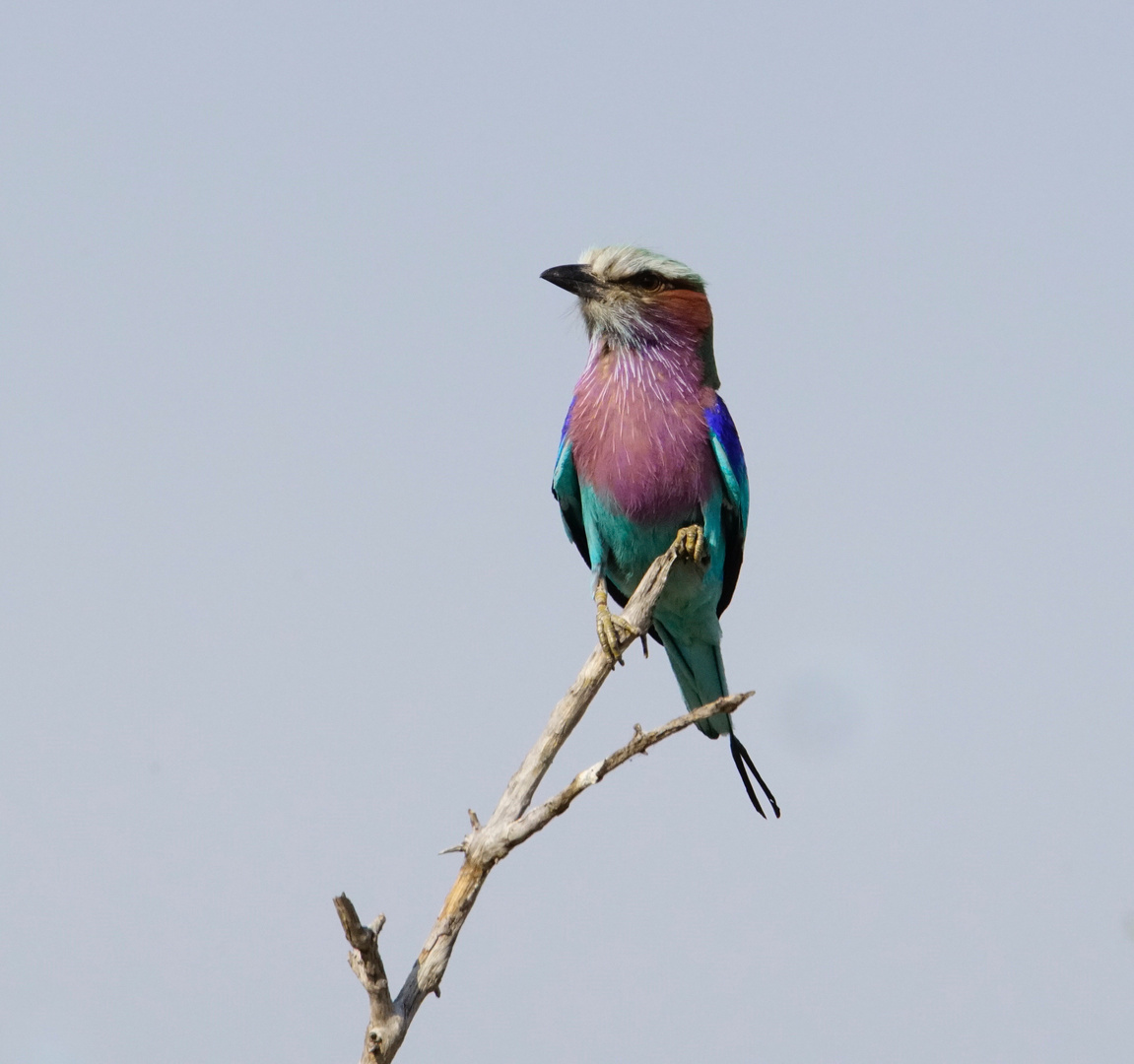 Lilac Breasted Roller