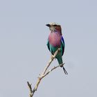 Lilac Breasted Roller